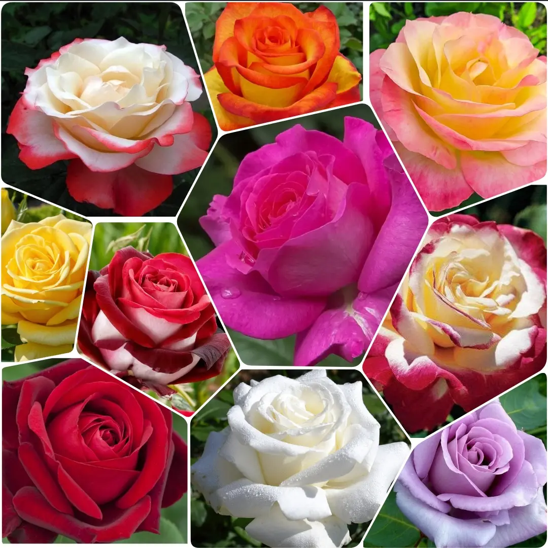 Описание изображения