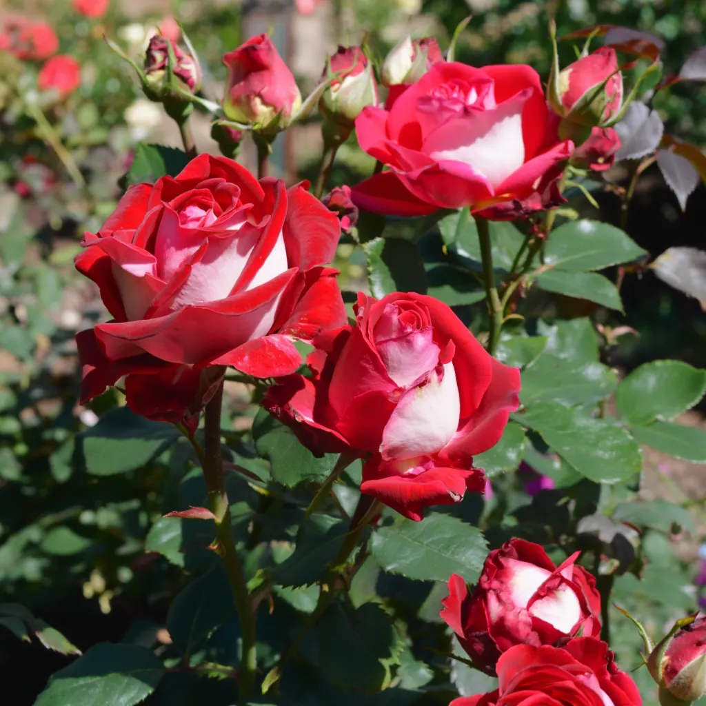 Описание изображения 1