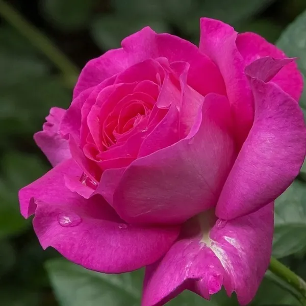 Шакіра кава