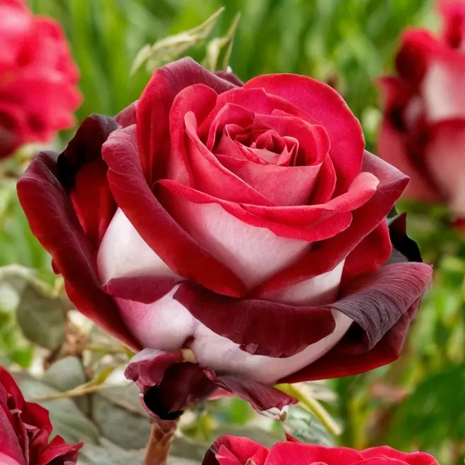 Люксор кава